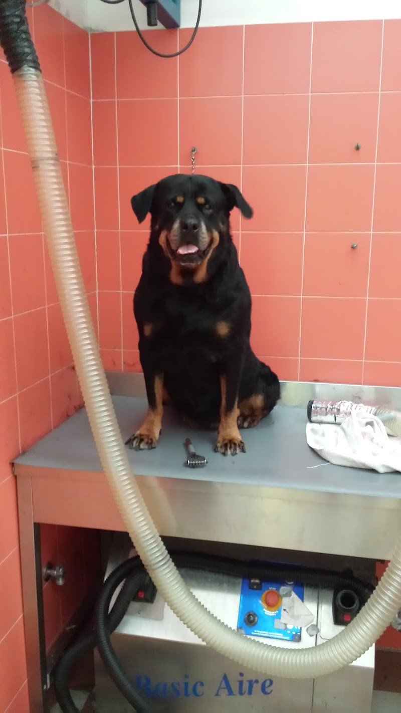 Doggy Style di Massimo Alberani - Foto 4