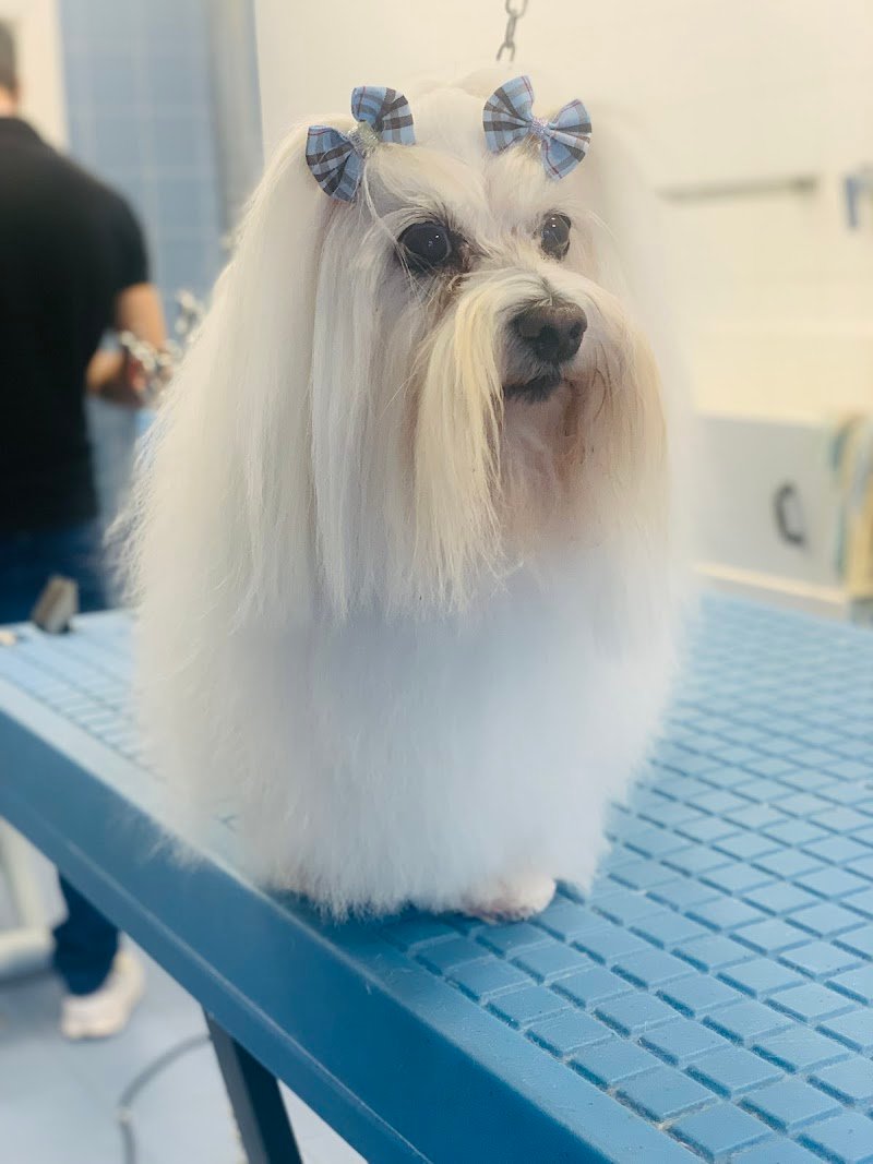 Doggy Style di Massimo Alberani - Foto 5