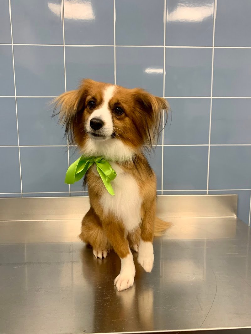 Doggy Style di Massimo Alberani - Foto 6