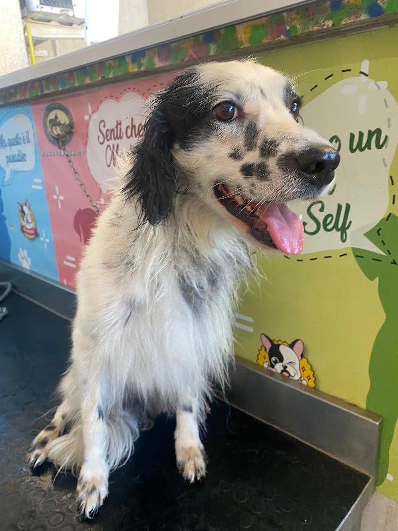 Doggy's Wash Toletta, Self service & Pet shop - Foto 1