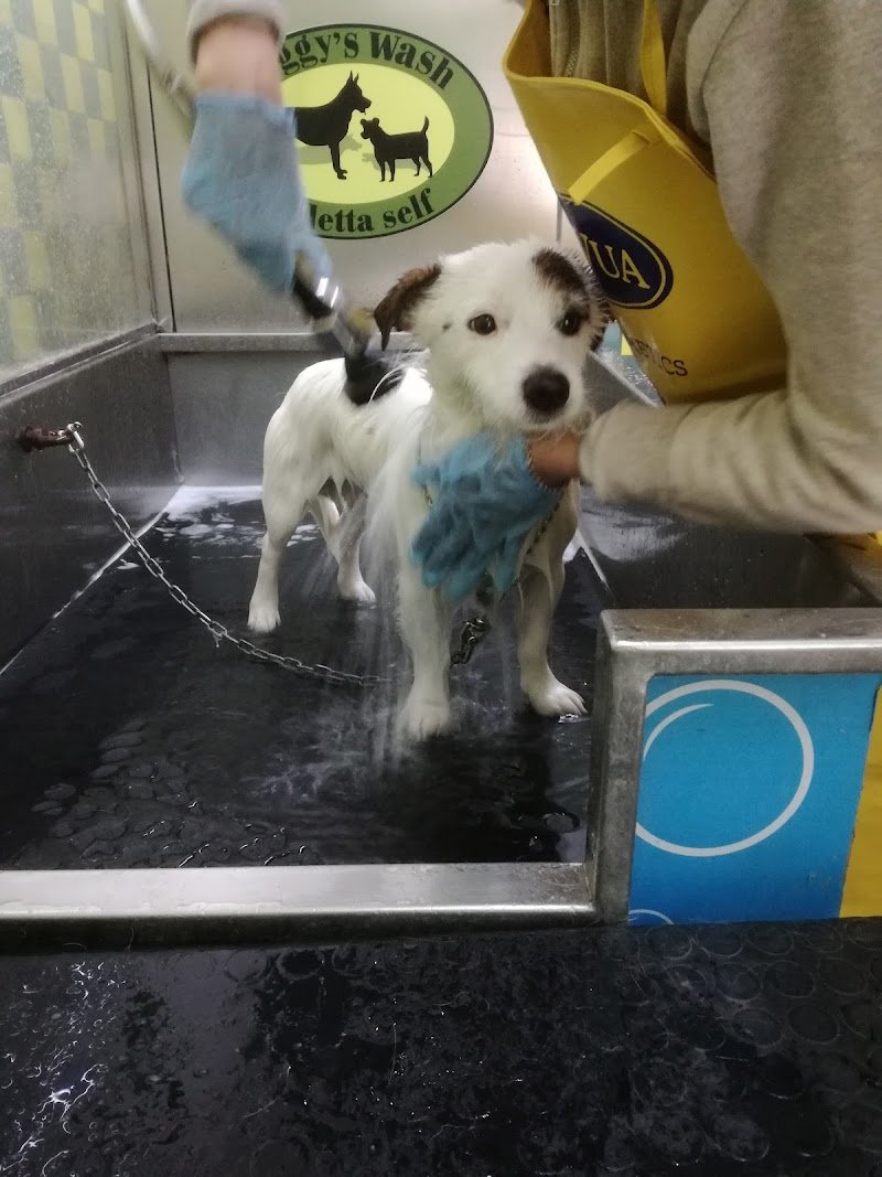 Doggy's Wash Toletta, Self service & Pet shop - Foto 5