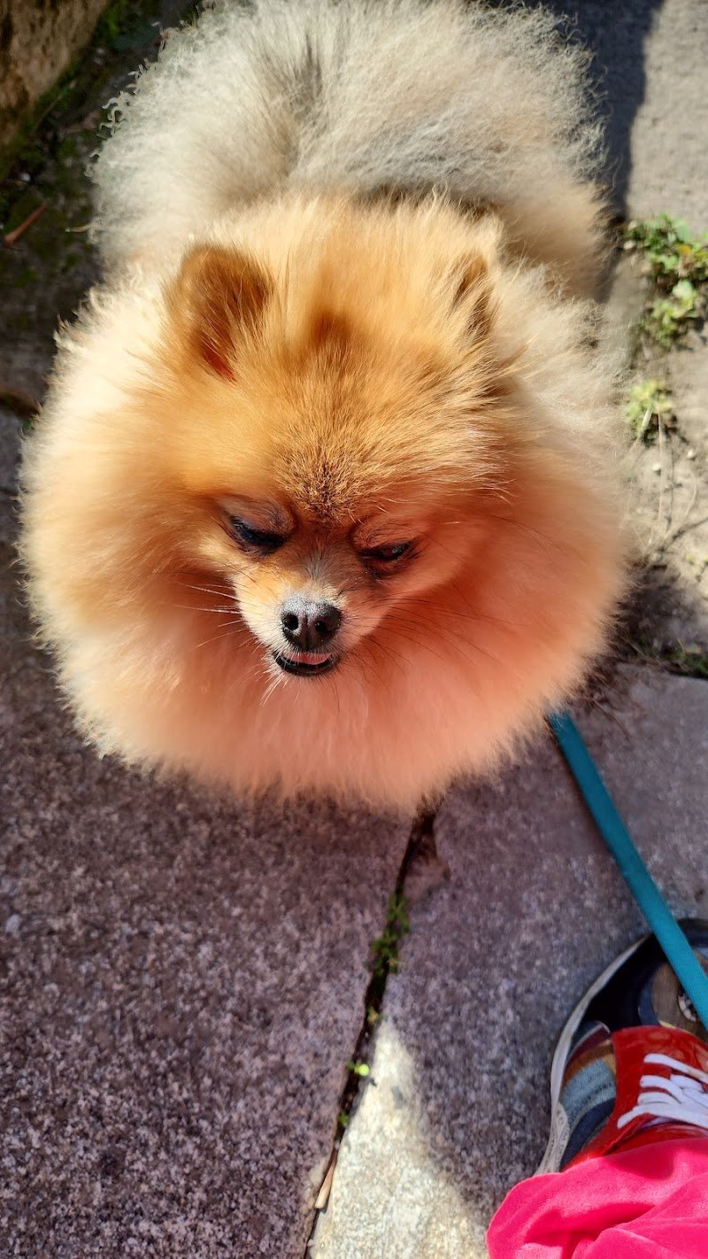 Doggy's Wash Toletta, Self service & Pet shop - Foto 6