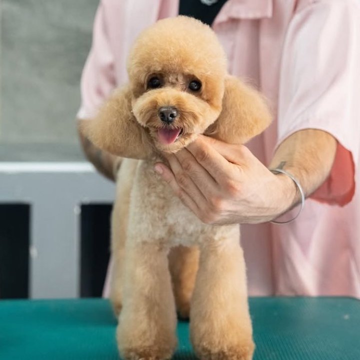 Dogland Toelettatura - Foto 2