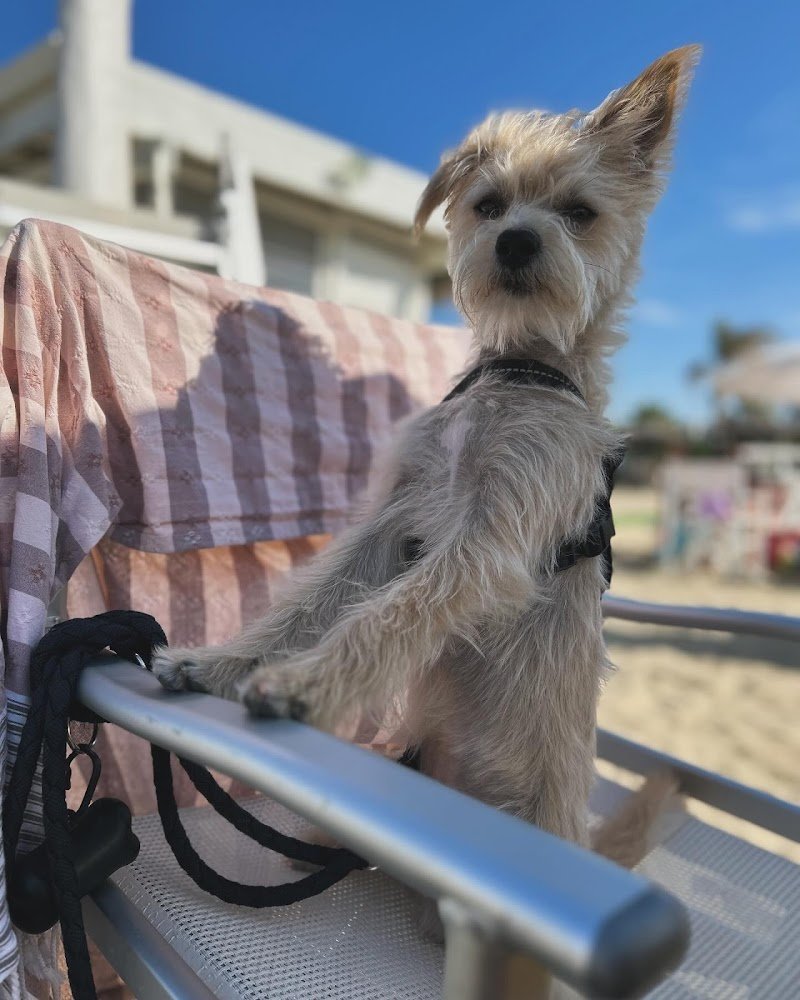 Dogland Toelettatura - Foto 3