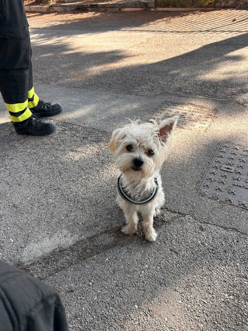 Dogland Toelettatura - Foto 4