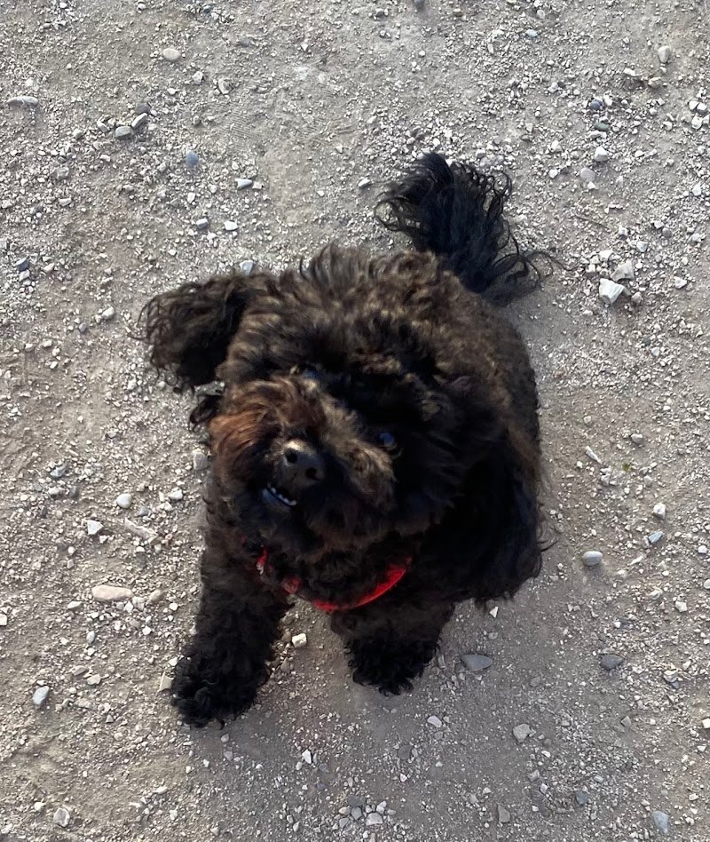 Dogland Toelettatura - Foto 5