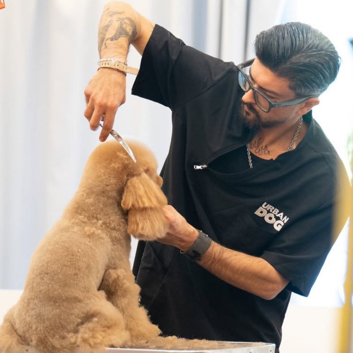 Dogland Toelettatura - Foto 1