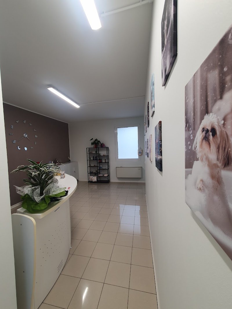 Dogly toelettatura - Foto 1