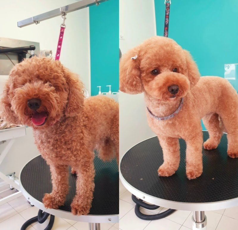 Dogly toelettatura - Foto 2