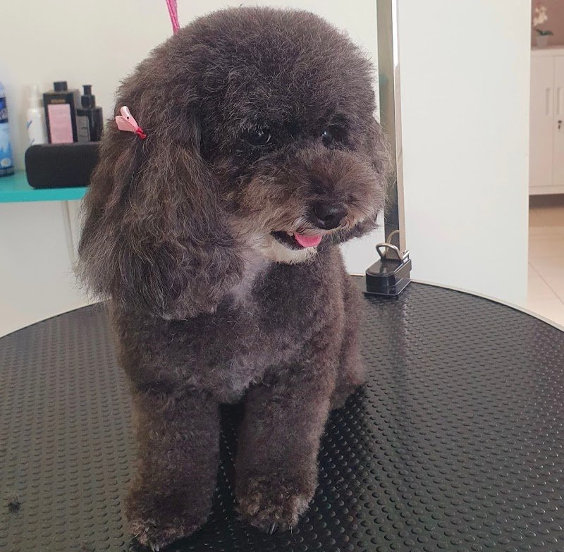 Dogly toelettatura - Foto 3