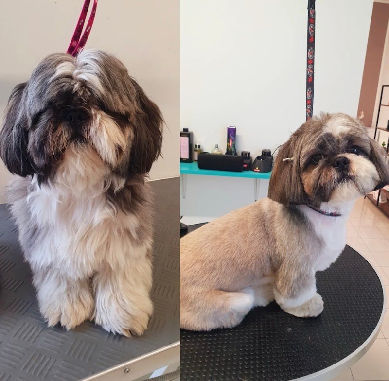 Dogly toelettatura - Foto 4