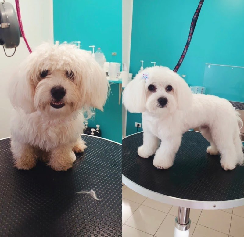 Dogly toelettatura - Foto 5