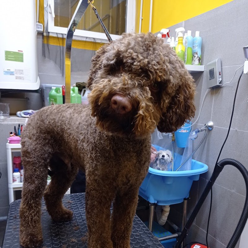 DoGroomer Toeletta per cani - Foto 5