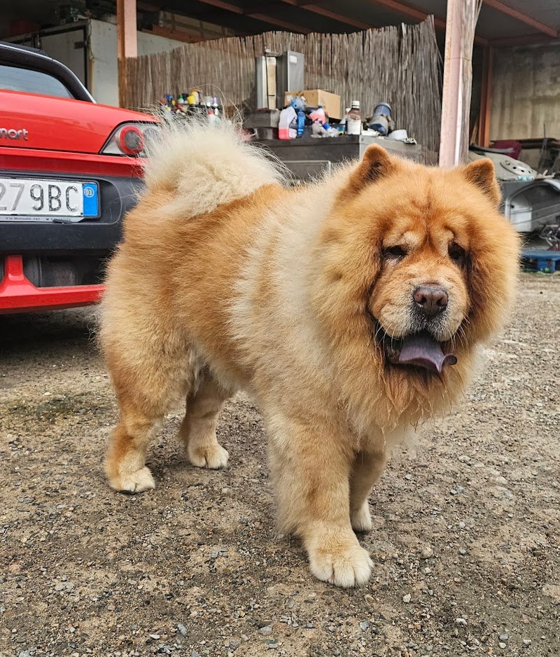 DOGS AND THE CITY TOELETTATURA - Foto 1