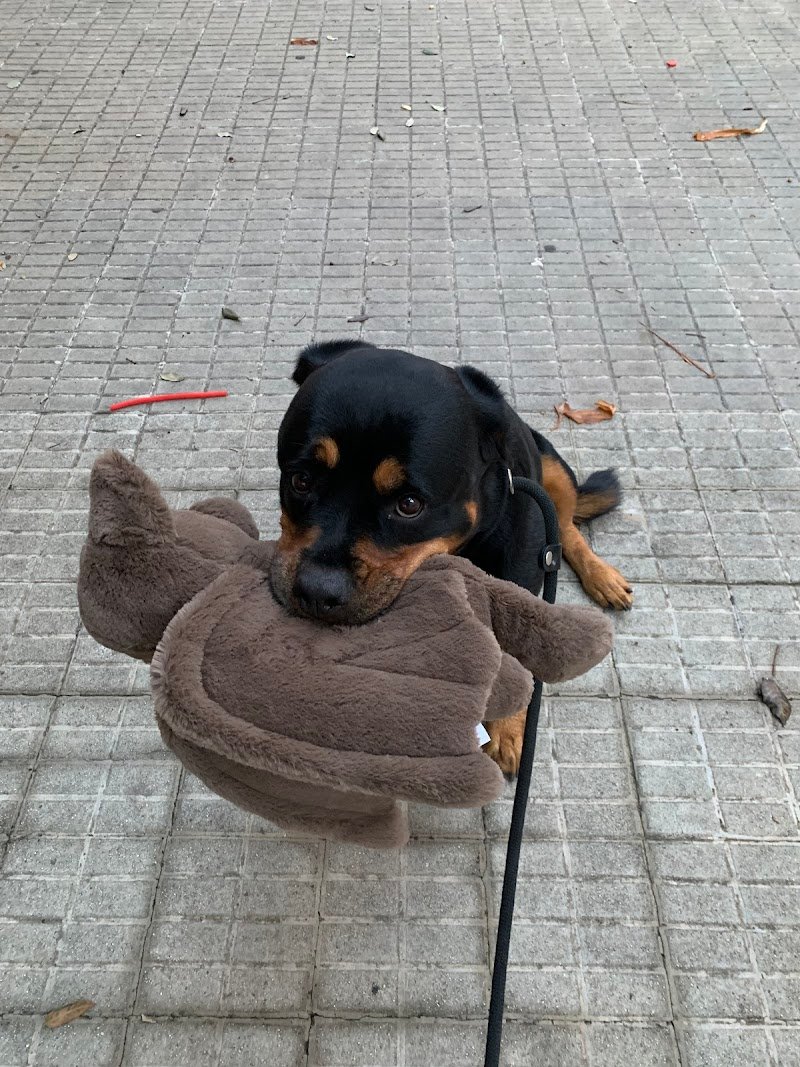 DOGS AND THE CITY TOELETTATURA - Foto 2