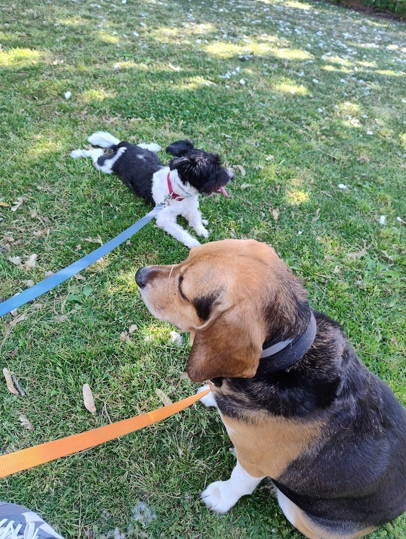 DOGS AND THE CITY TOELETTATURA - Foto 3