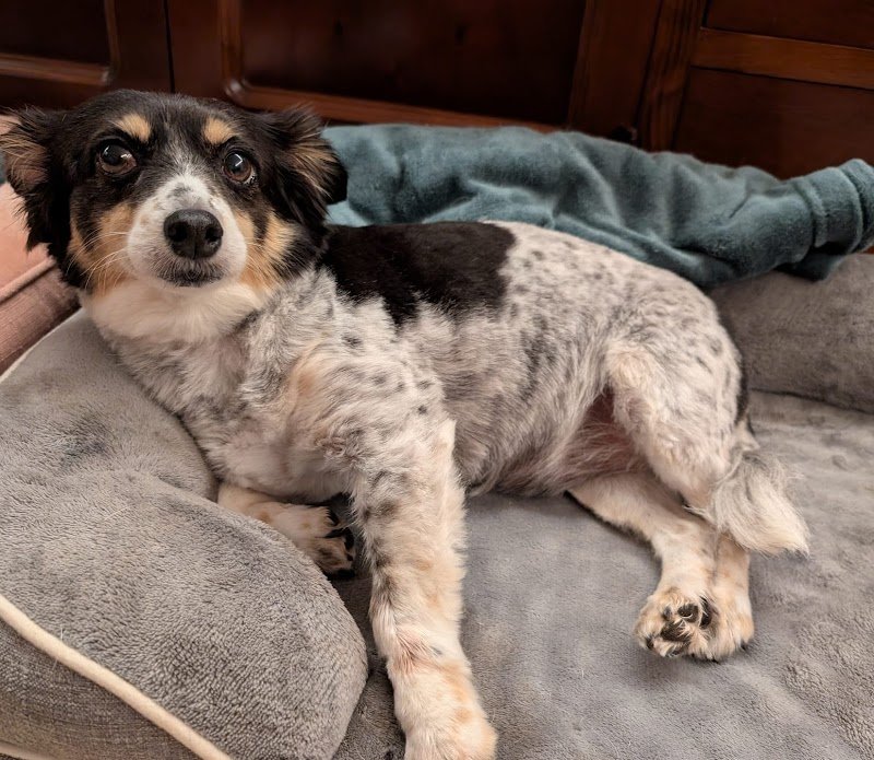 DOGS AND THE CITY TOELETTATURA - Foto 4