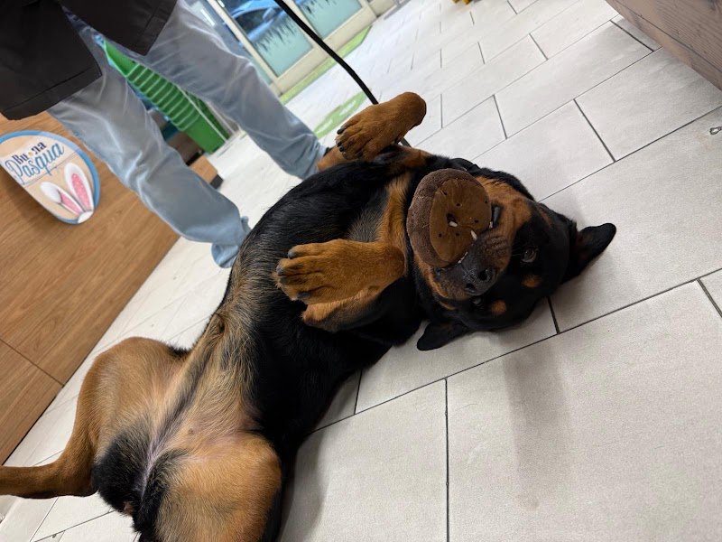 DOGS AND THE CITY TOELETTATURA - Foto 5