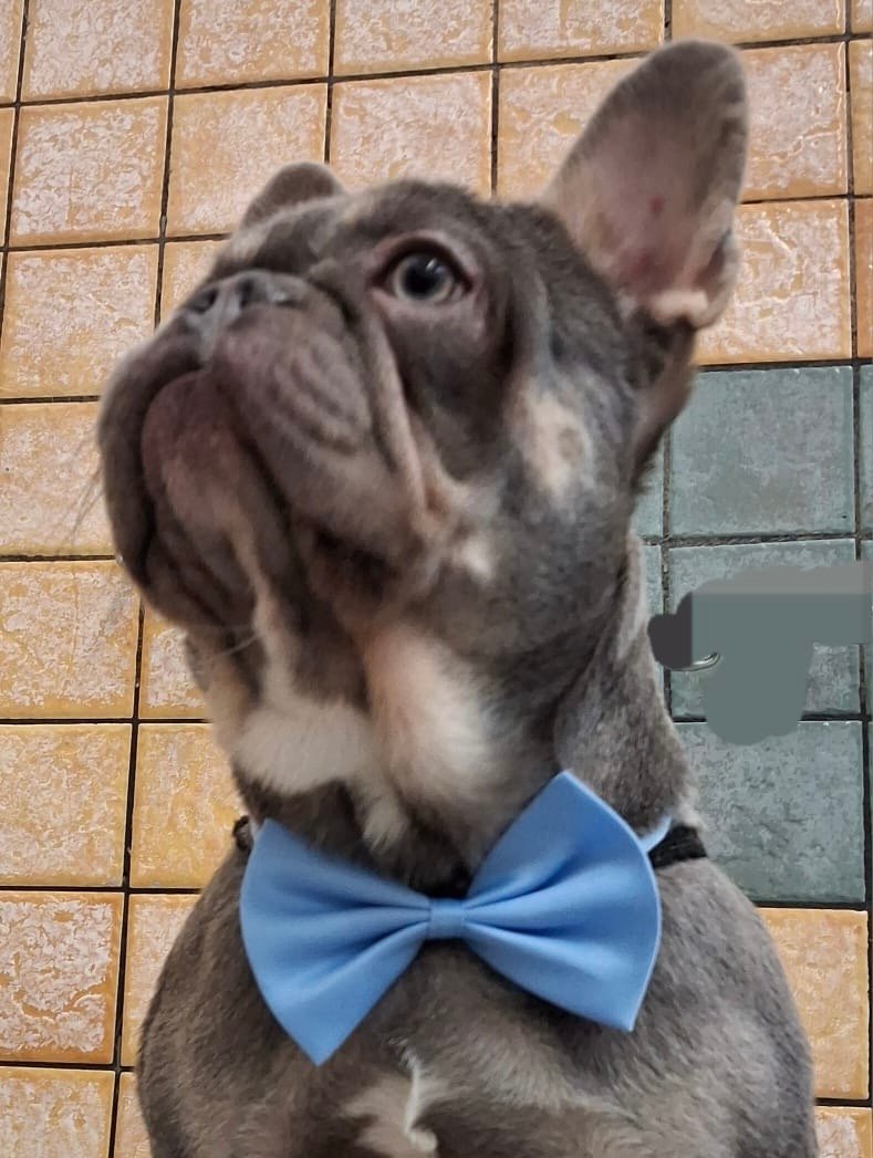 DOGS AND THE CITY TOELETTATURA - Foto 6