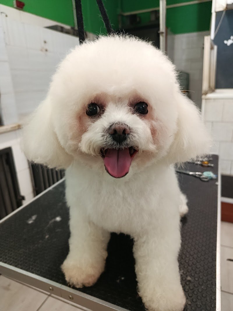 Dog'S Beauty Center - Foto 1