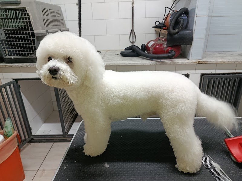 Dog'S Beauty Center - Foto 2