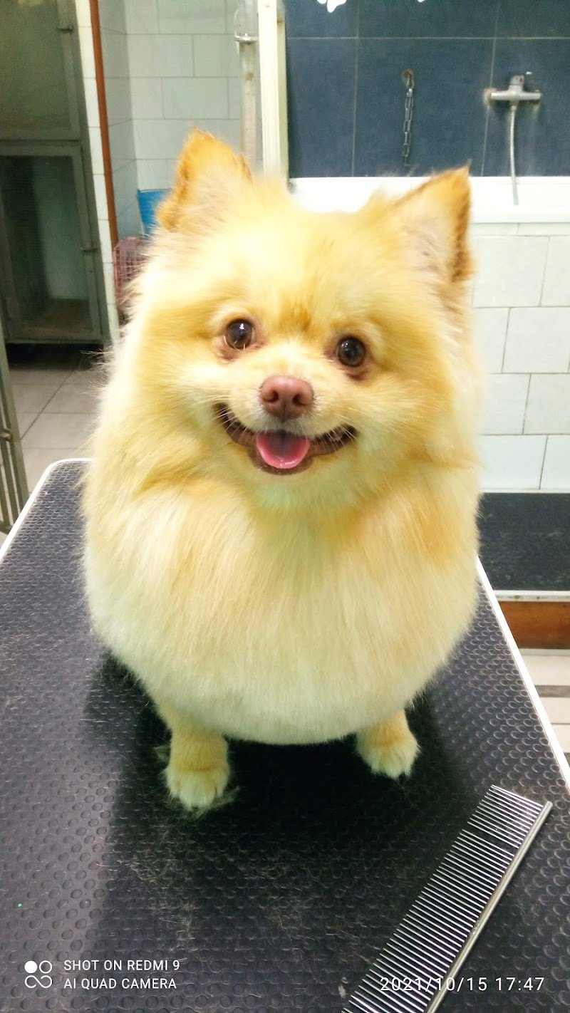 Dog'S Beauty Center - Foto 4