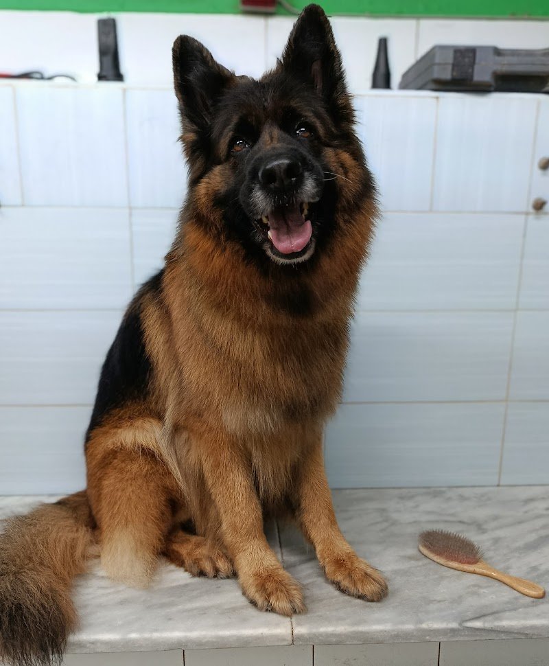 Dog'S Beauty Center - Foto 6