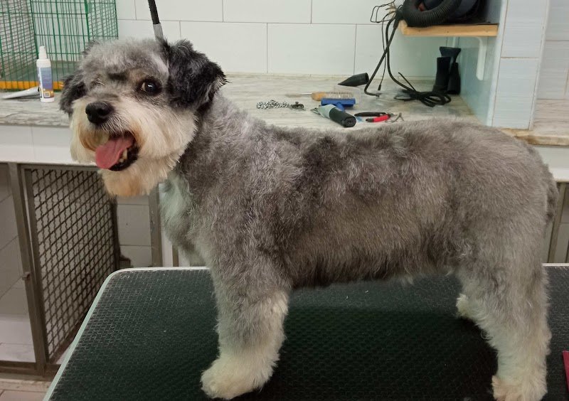 Dog'S Beauty Center - Foto 3