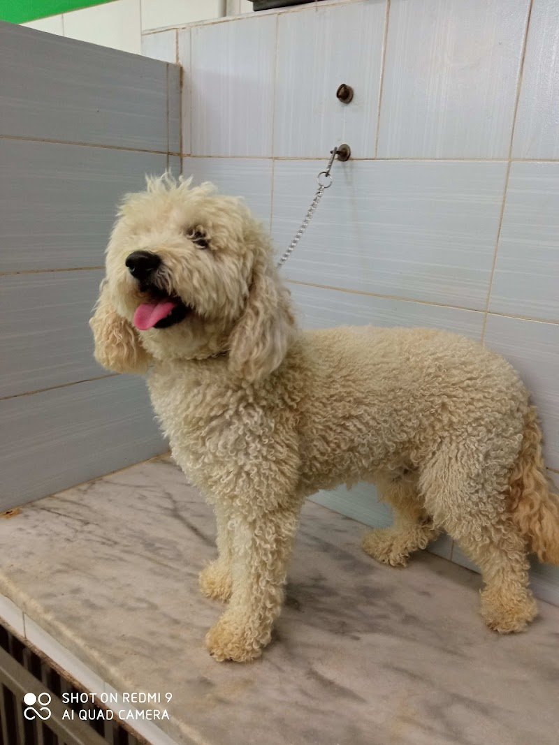 Dog'S Beauty Center - Foto 5