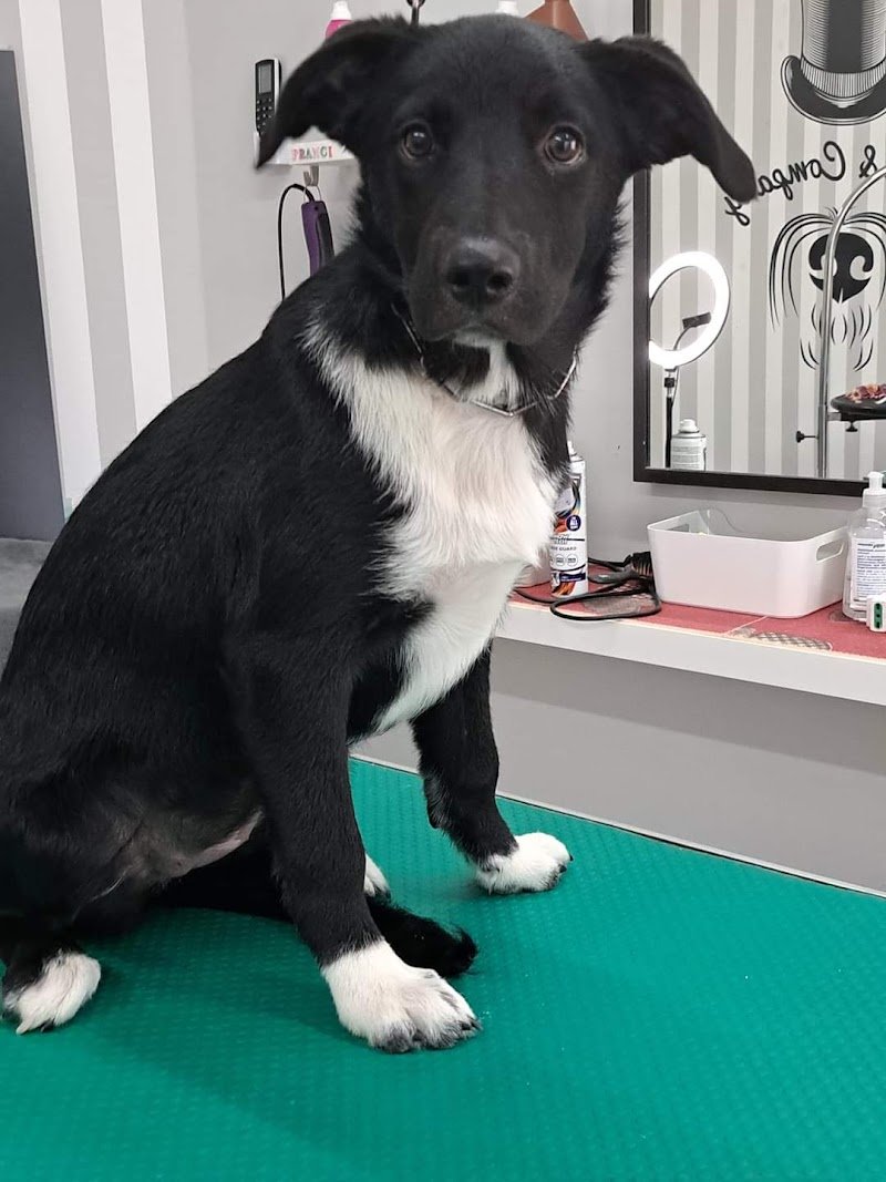 Dogs & Company Toelettatura - Foto 1