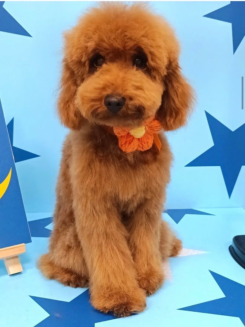 Dogs & Company Toelettatura - Foto 2