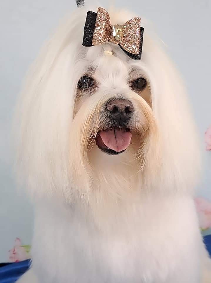 Dogs & Company Toelettatura - Foto 3