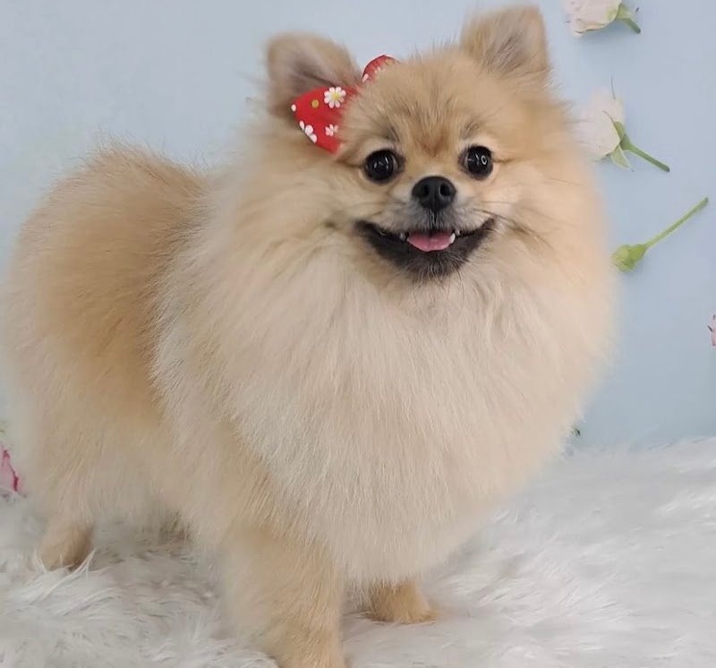 Dogs & Company Toelettatura - Foto 5