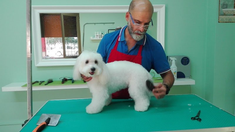 Dogs & Company Toelettatura - Foto 6