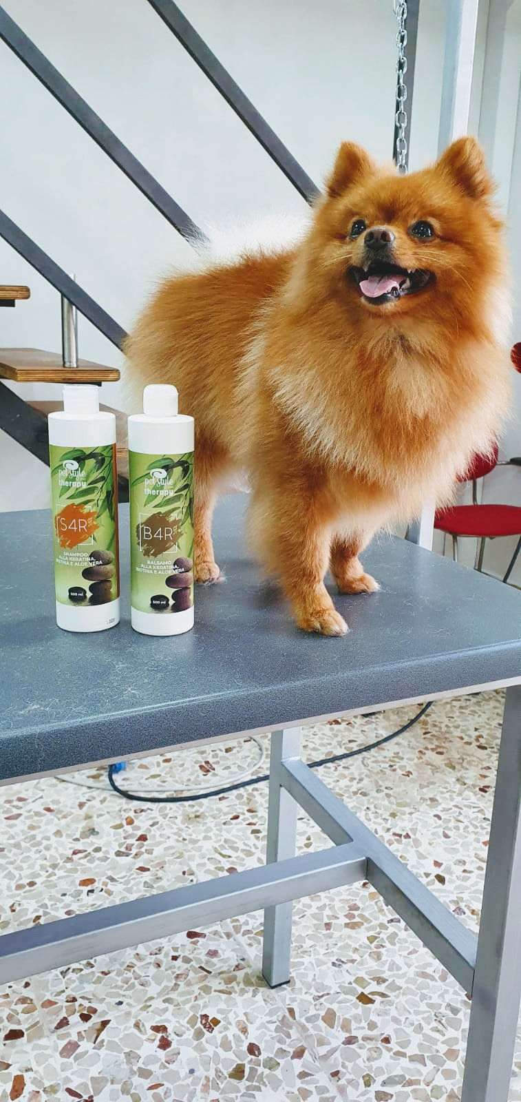 Dog'S House - Foto 5