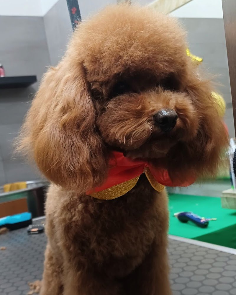 Dogs in the city - Foto 2