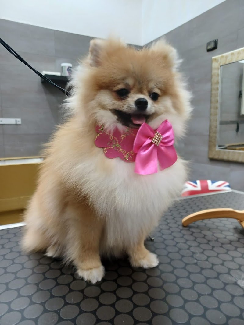 Dogs in the city - Foto 5