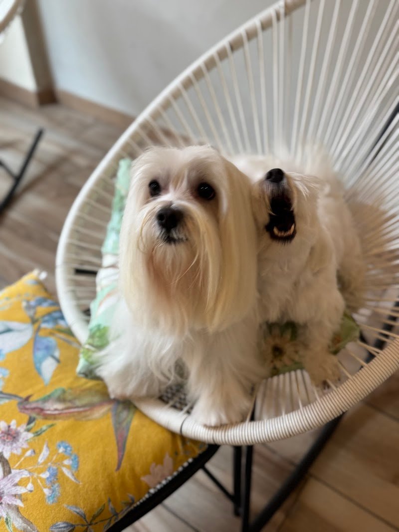 Dog'S Spa - Toelettatura - Foto 1