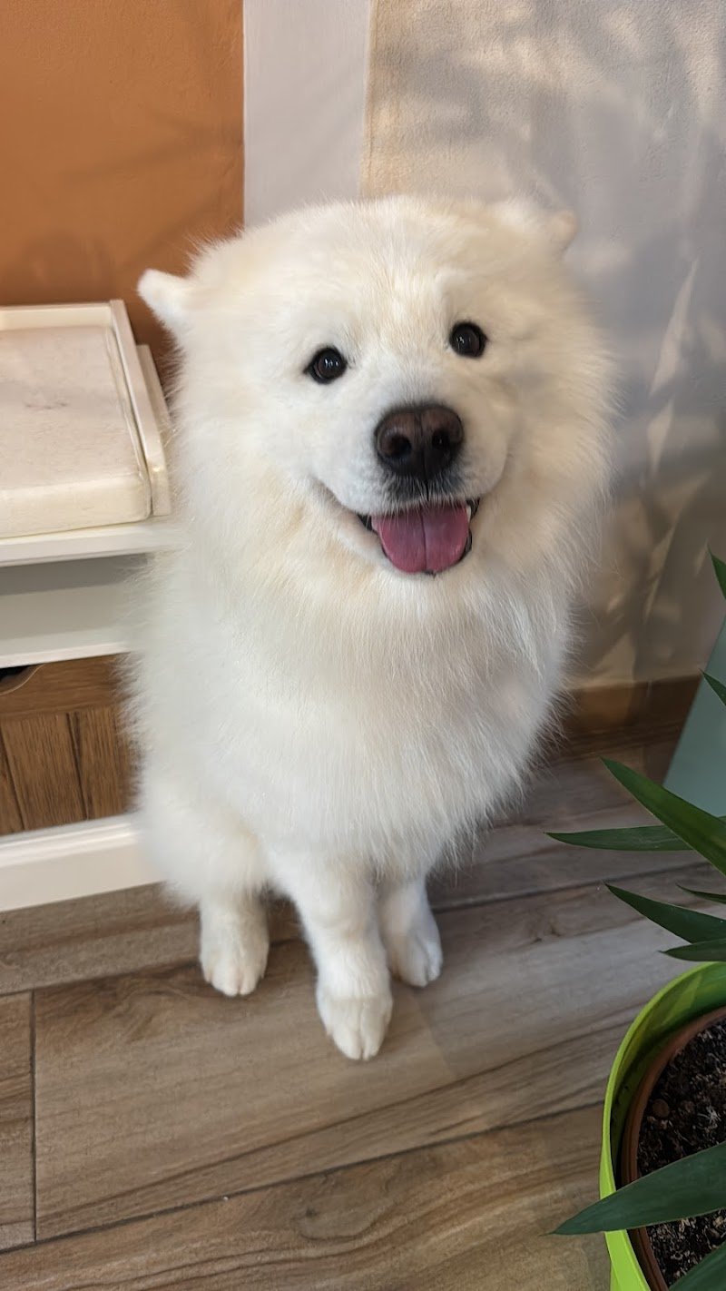 Dog'S Spa - Toelettatura - Foto 2