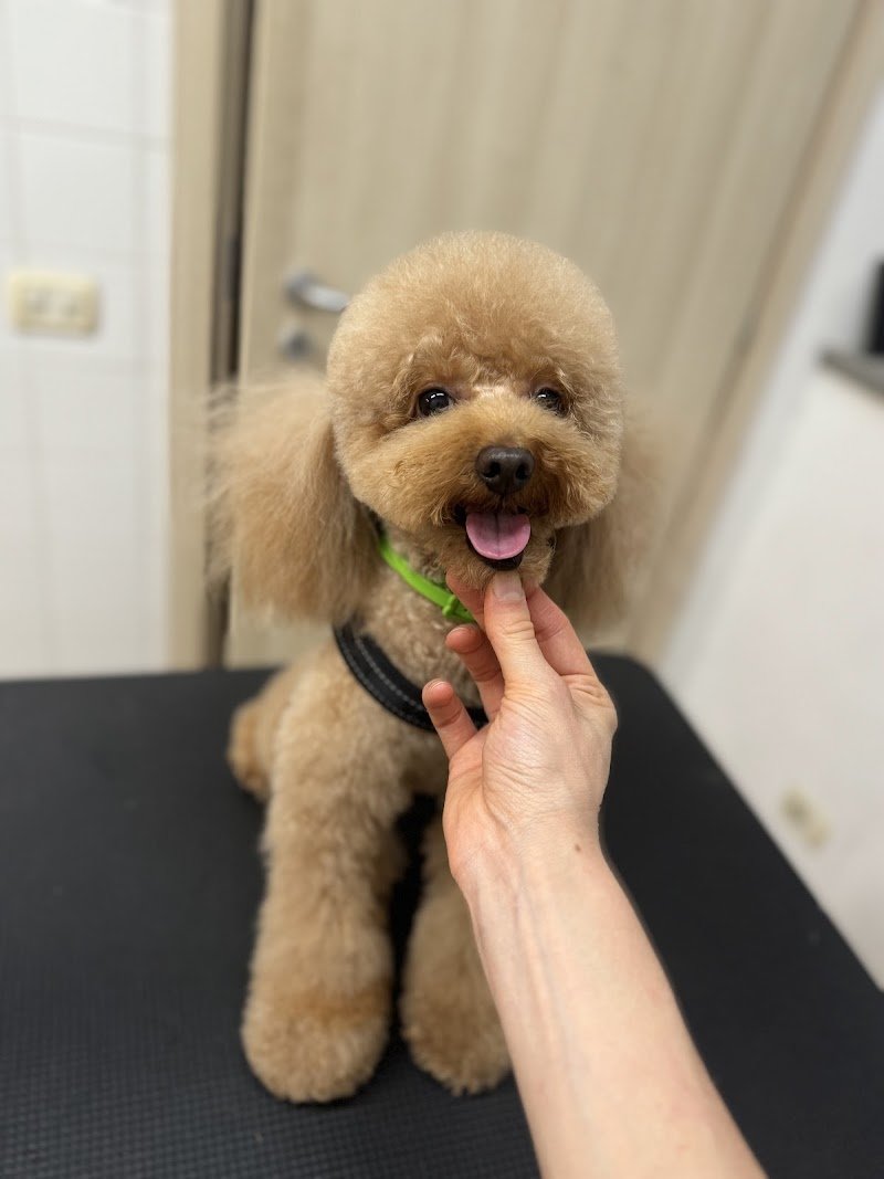 Dog'S Spa - Toelettatura - Foto 3