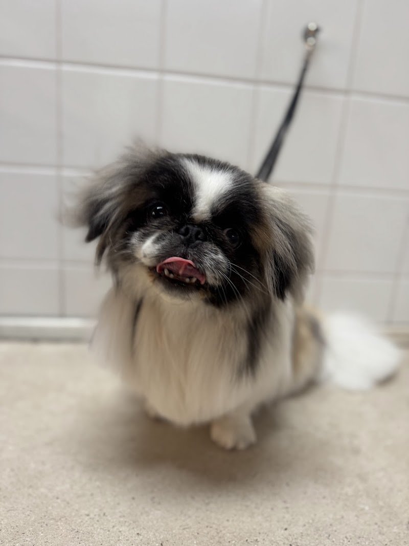 Dog'S Spa - Toelettatura - Foto 4