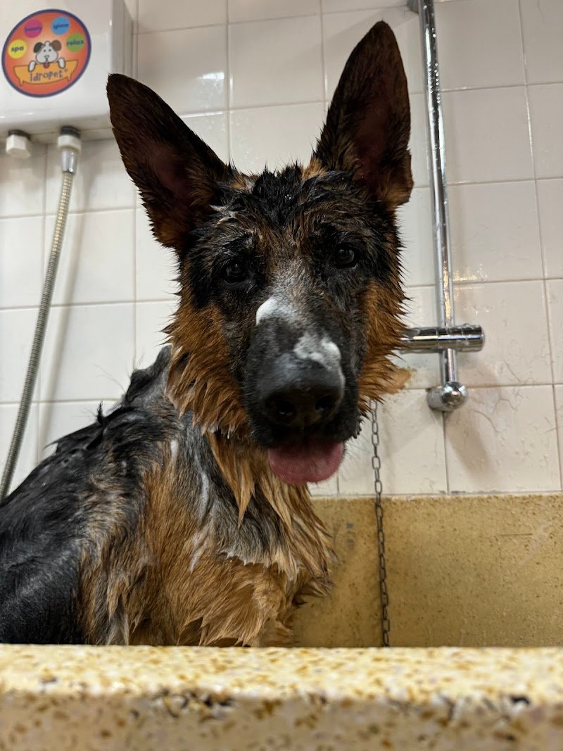 Dog'S Spa - Toelettatura - Foto 5