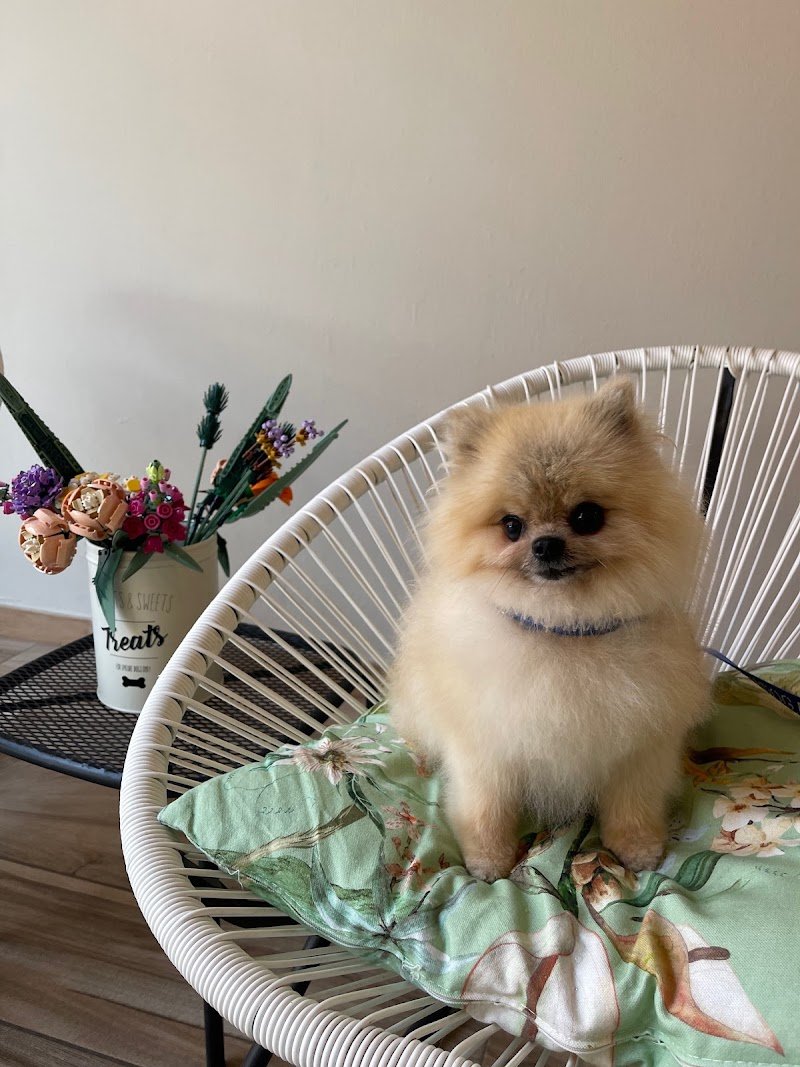 Dog'S Spa - Toelettatura - Foto 6