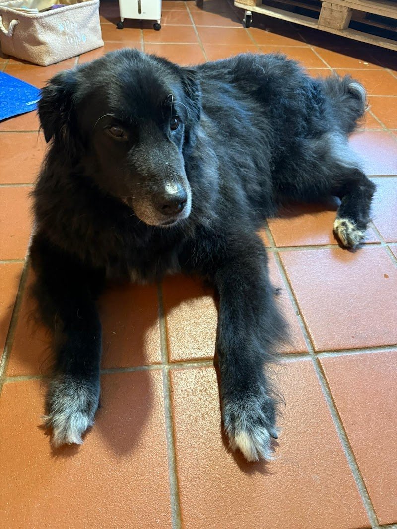 Dogs’ Spring - Foto 1