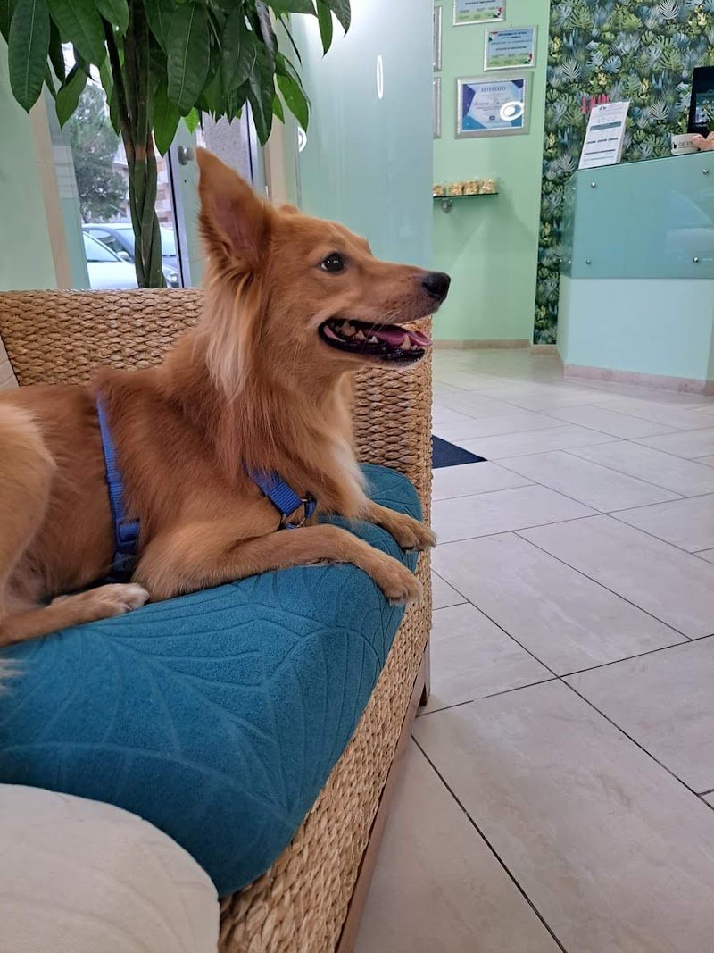 Dogs’ Spring - Foto 3