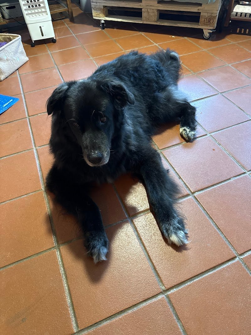 Dogs’ Spring - Foto 4