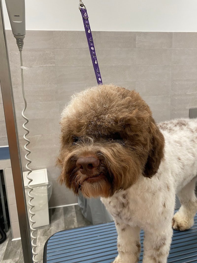 Dogtorhouse Toelettatura - Foto 1