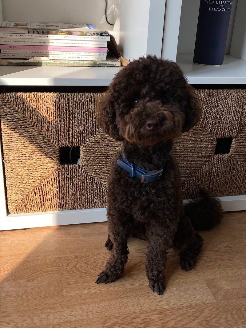 Dogtorhouse Toelettatura - Foto 2