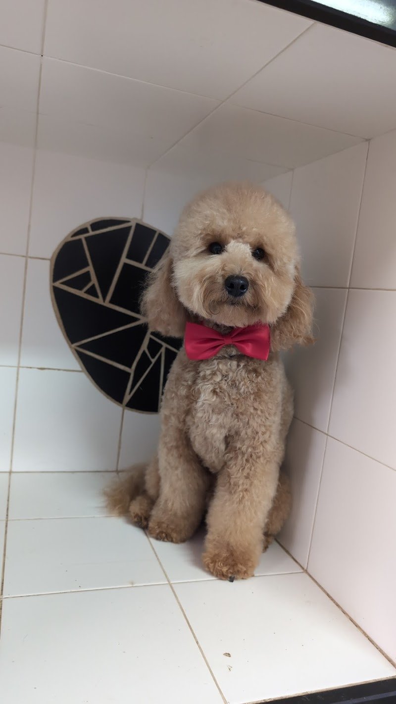 Dolce & Cagnara - Foto 1