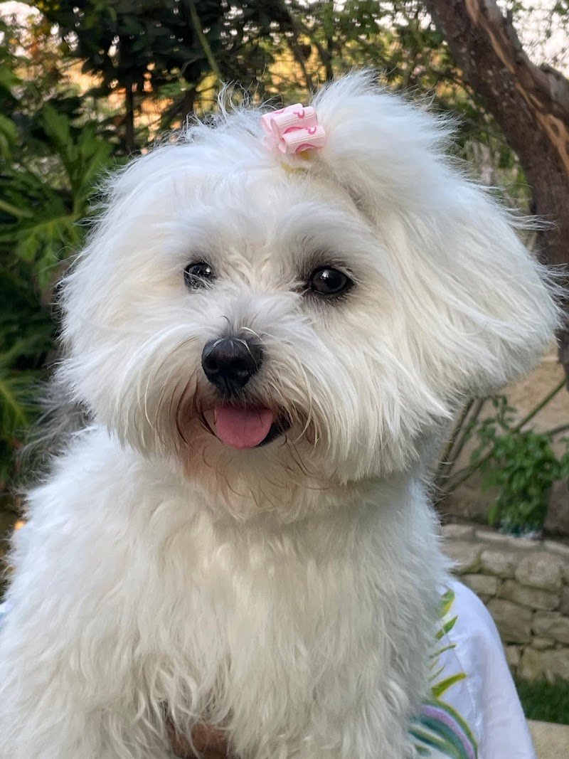 Dolce & Cagnara - Foto 2